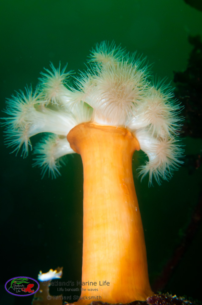 Plumose anemones are named after their large crown of tentacles which sit on top of a long erect column.<br /><br />
