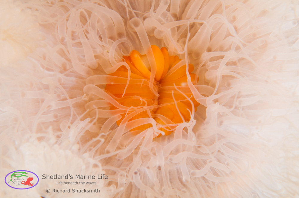 When not feeding, plumose anemones have the ability to retract their tentacles, shrivel and shrink, leaving only a withered coloumn showing, protecting them from predators.