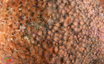 Wall of Jewel anemone