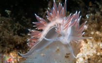 Nudibranch on tunicate