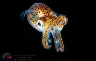 fish, Cuttlefish, marine life, Shetland Isles, underwater Shetland, diving, dive, scuba, photography, photograph