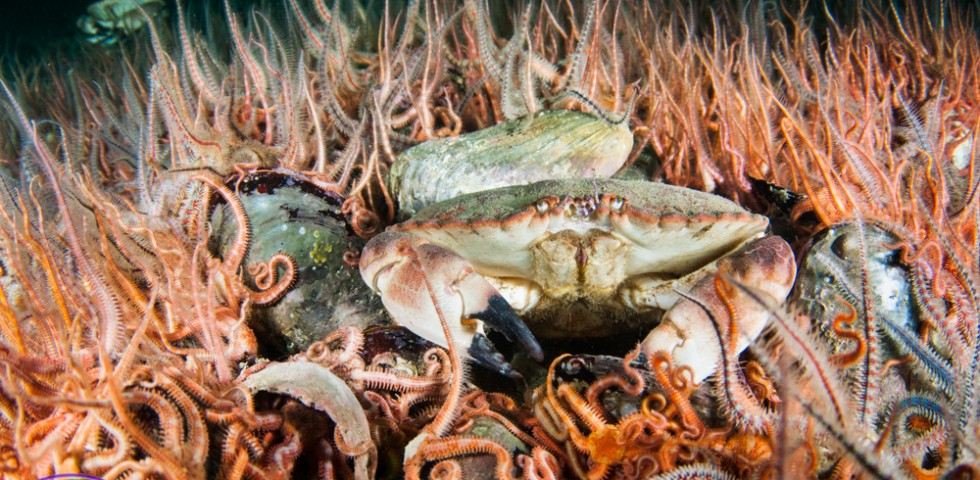 Edible crab, horse mussel, marine life, diving, dive, scuba, photography