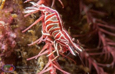 shrimp Shetland Underwater Marine Life photography crustaceans