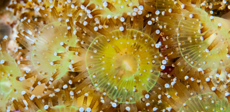 Jewel anemone, Corynactis viridis, Underwater Shetland, marine life