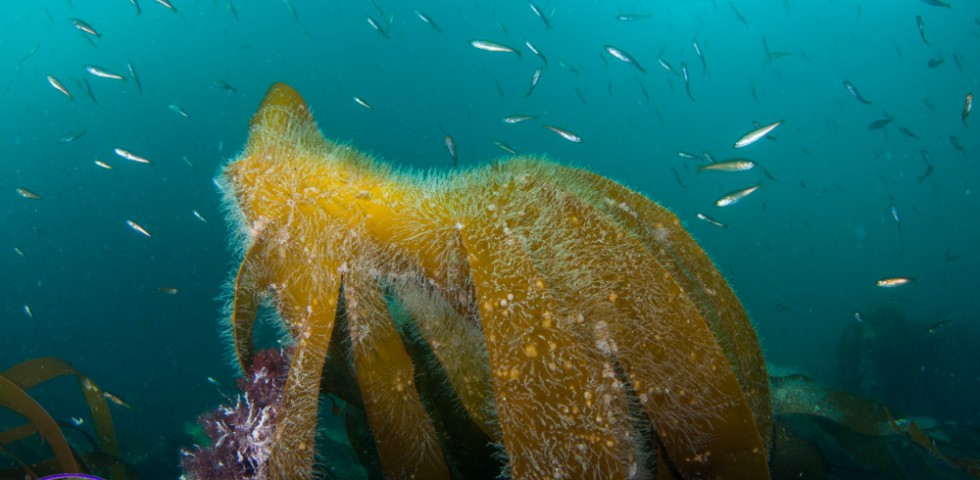 Kelp, kelp forest, Laminaria, marine life, Underwater Shetland