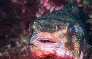 Lumpsucker fish marine life Shetland Islands