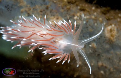 sea slug, nudibranch, marine life, Shetland Isles, scuba, photography, diving, dive